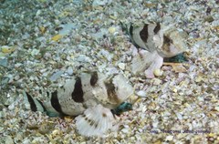 Centropogon australis