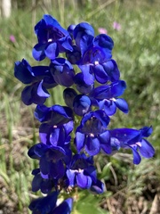 Penstemon glaber