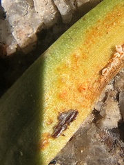 Uromyces aureus