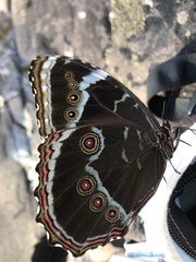 Morpho helenor achillides