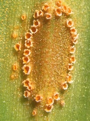 Uromyces aureus
