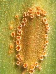 Uromyces aureus