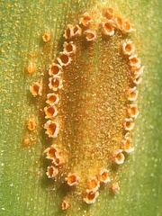 Uromyces aureus