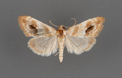 Evergestis lunulalis