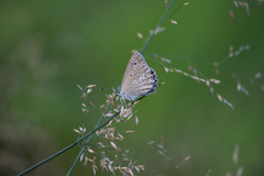 Polyommatus daphnis