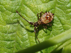 Coreus marginatus