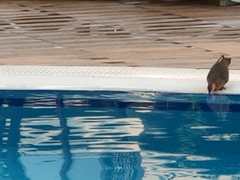 Streptopelia senegalensis