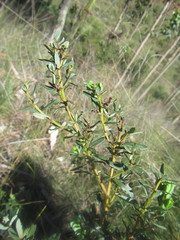 Cyclopia sessiliflora