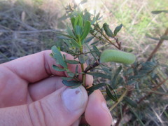 Cyclopia sessiliflora