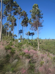 Cyclopia sessiliflora