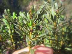Cyclopia sessiliflora