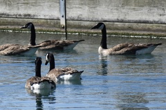 Branta canadensis