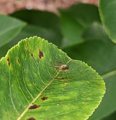 Chrysopilus modestus