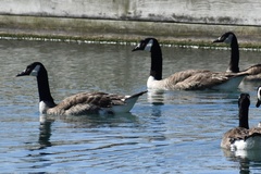 Branta canadensis