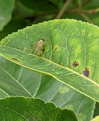 Chrysopilus modestus