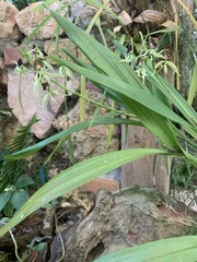 Prosthechea cochleata
