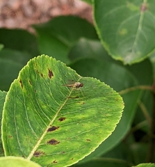 Chrysopilus modestus