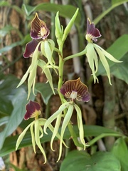 Prosthechea cochleata