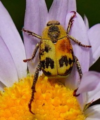 Hoplia dispar
