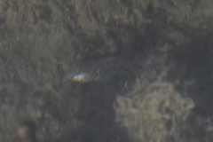 Neogobius melanostomus