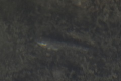 Neogobius melanostomus