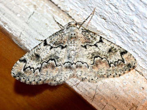Brussels Lace