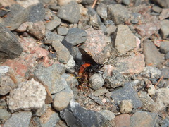 Protichneumon