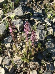 Pedicularis rostratospicata