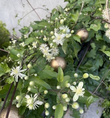 Clematis vitalba