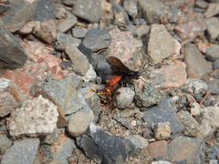 Protichneumon