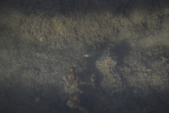 Neogobius melanostomus