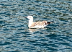 Larus michahellis