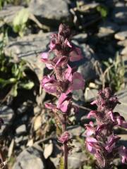 Pedicularis rostratospicata