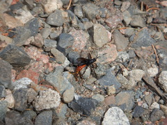 Protichneumon
