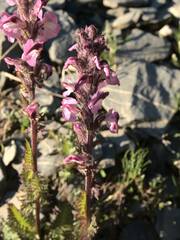 Pedicularis rostratospicata