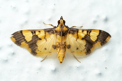 Orphanostigma angustale