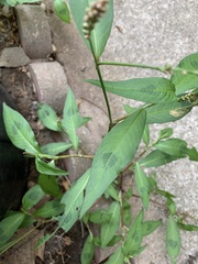 Persicaria maculosa