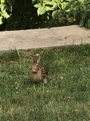 Sylvilagus transitionalis