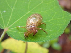 Neocicada hieroglyphica