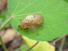 Neocicada hieroglyphica