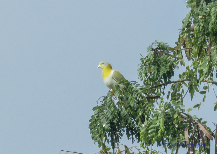 Wedge-tailed Green Pigeon