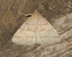 Zanclognatha pedipilalis