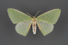 Chlorosea roseitacta