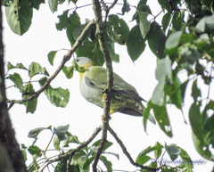 Treron phoenicopterus