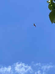 Milvus milvus