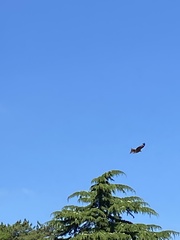 Milvus milvus