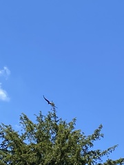 Milvus milvus