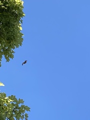 Milvus milvus