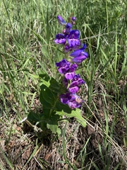 Penstemon glaber