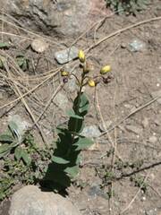 Hypericum richeri richeri